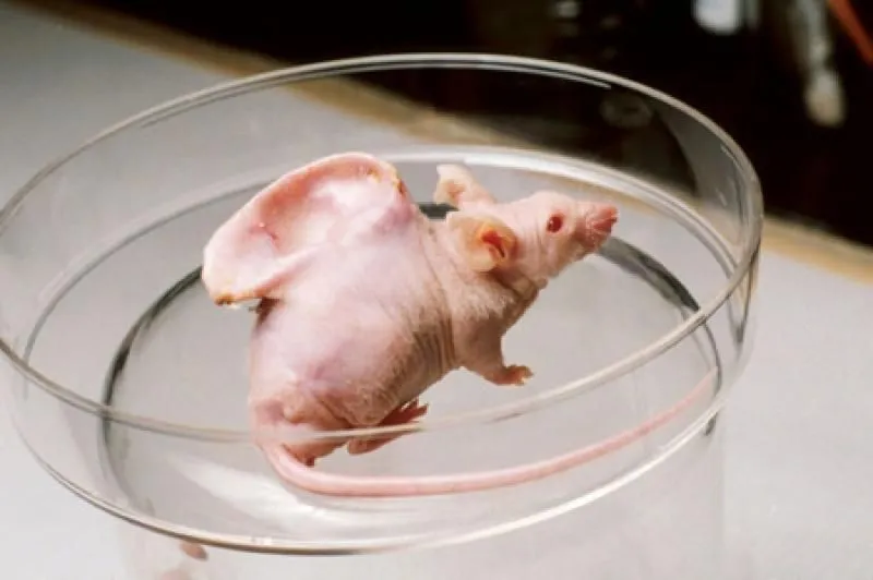 animal testing on rats and mice