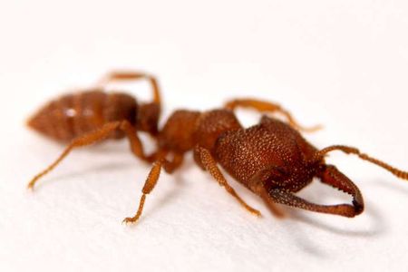 The mandibles of the Dracula ant, Mystrium camillae, are the fastest known moving animal appendages, snapping shut at speeds of up to 90 meters per second.

