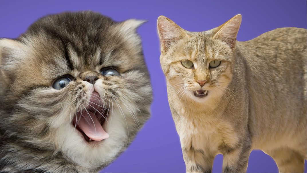 Ask Smithsonian: Are Cats Domesticated? | At the Smithsonian| Smithsonian  Magazine