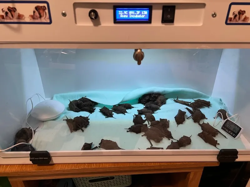 Bats in an incubator