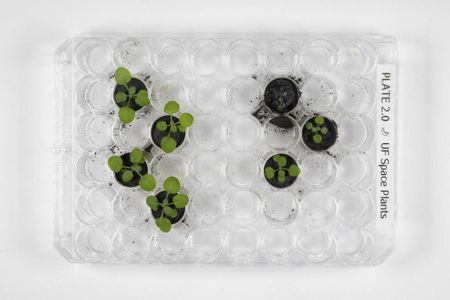 The plants in lunar soil were compared to a control group of plants grown in volcanic ash and a lunar soil simulant known as JSC-1A. The lunar samples on the right do not appear as developed as the control samples grown in volcanic ash on the left.