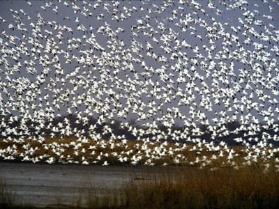 A flock of snow geese safely land on a lake at the Bombay Hook National Wildlife Refuge in Delaware.