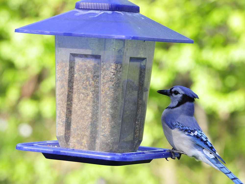 Blue Jay fledglings - The Washington Post