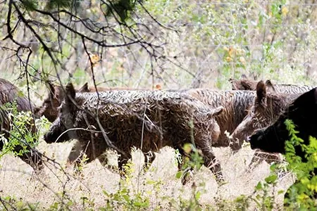 These pigs are used for baying, which is how hunters train their dogs to bring the pigs down.