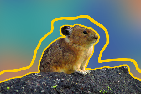 pika.png