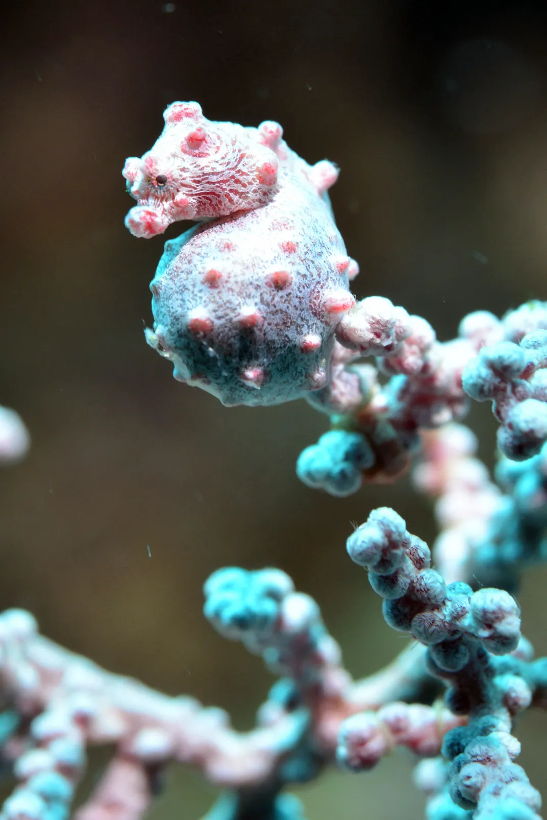 a pygmy seahorse