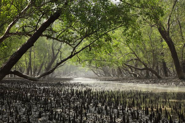 The Sundarbans the largest mangrove forest in the world thumbnail