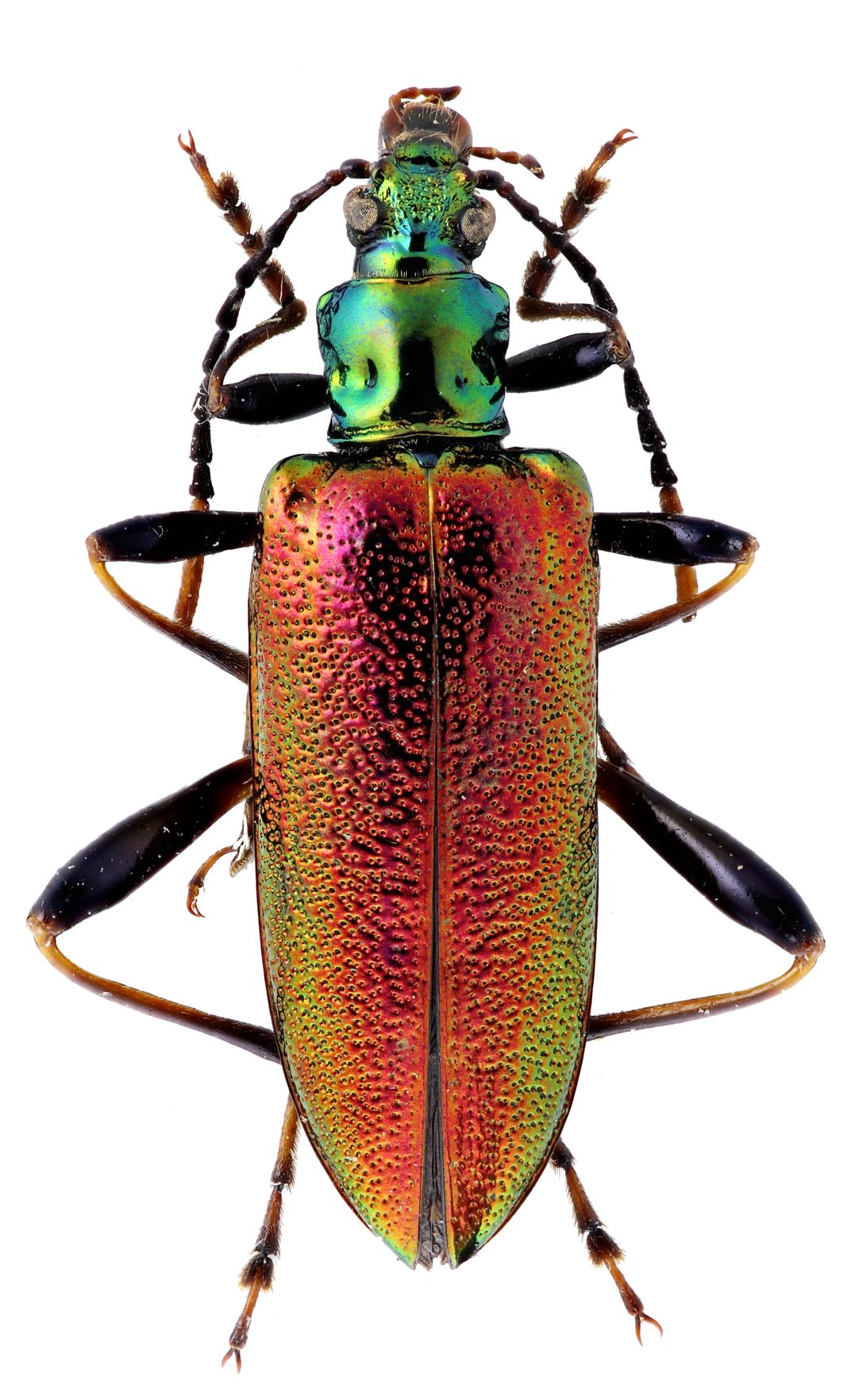A close-up image of a beetle. It has a red, orange and yellow abdomen with a shiny green head and black legs.