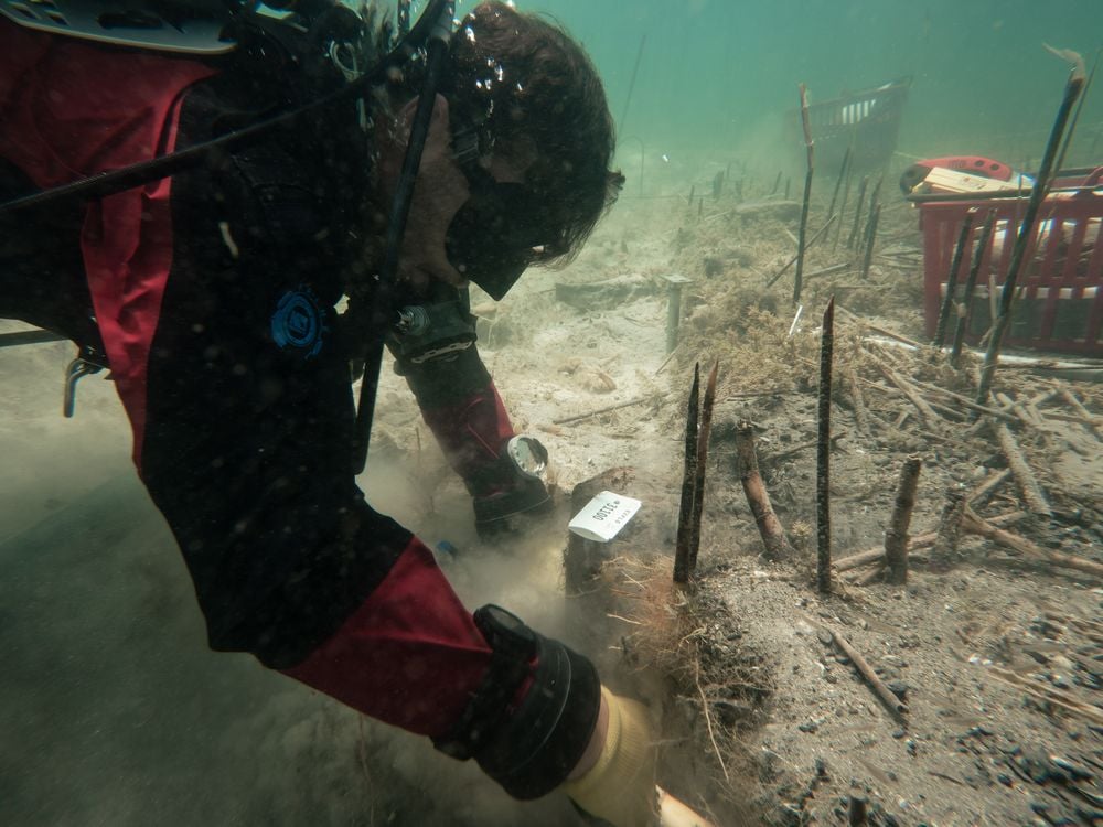 A diver excavating wood underwater