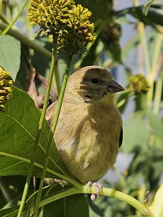 Female Scarlet Tanager on resting on Rudbeckia thumbnail