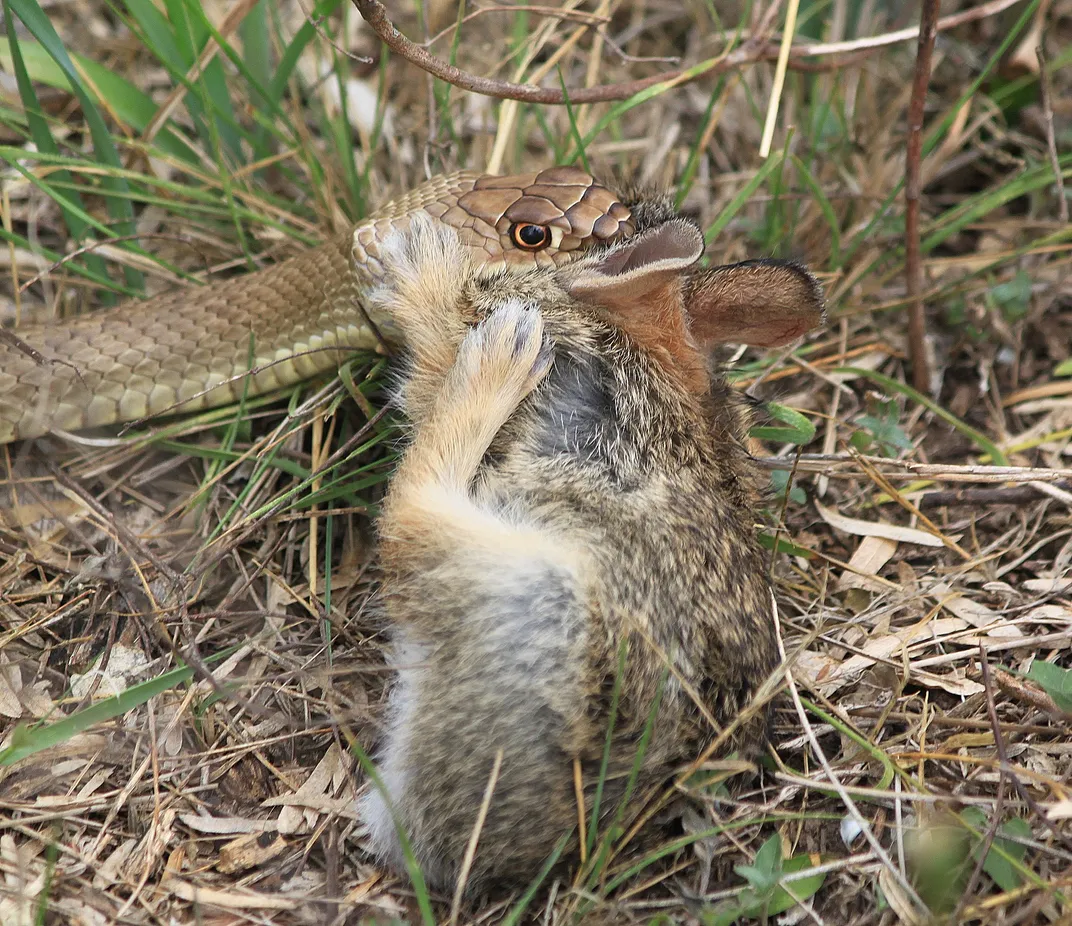 I saw this coachwhip chase down this rabbit in an open field ...