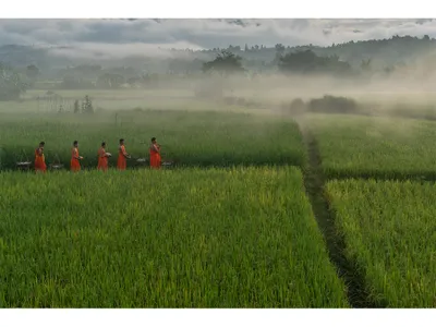 In this village, monks-in-training wearing brightly colored garments carry shoulder yokes through fields of rice.