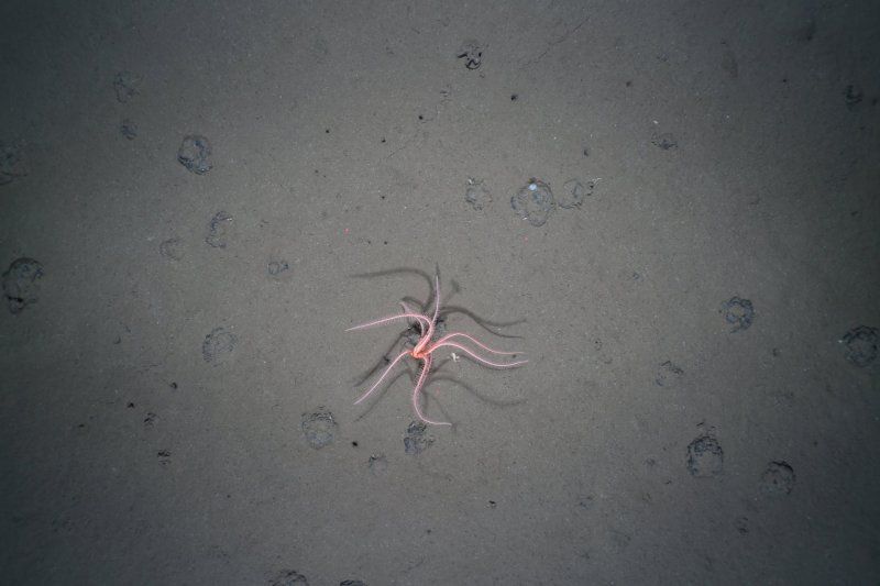A deep-sea starfish