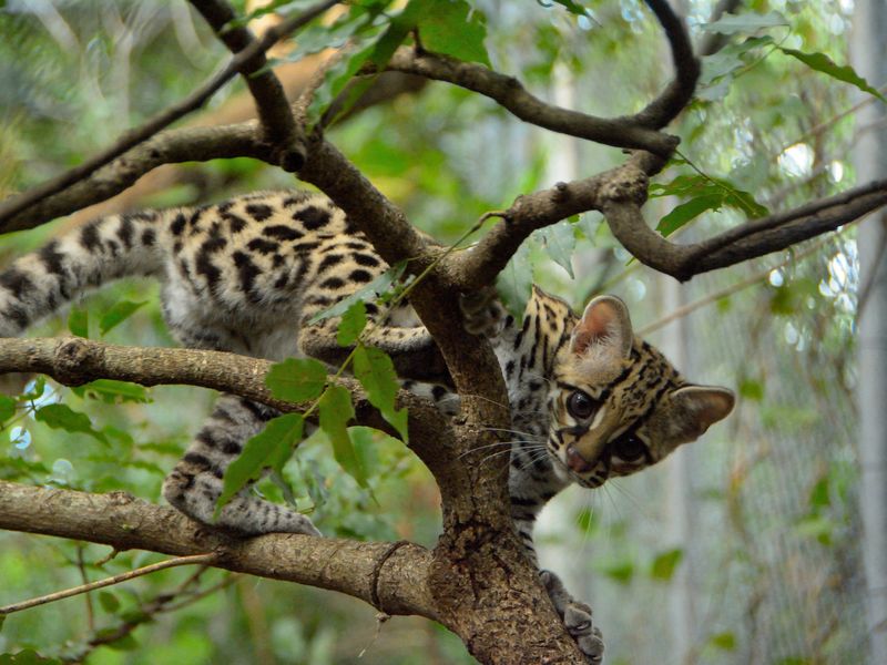Baby ocelot in a tree Smithsonian Photo Contest Smithsonian Magazine