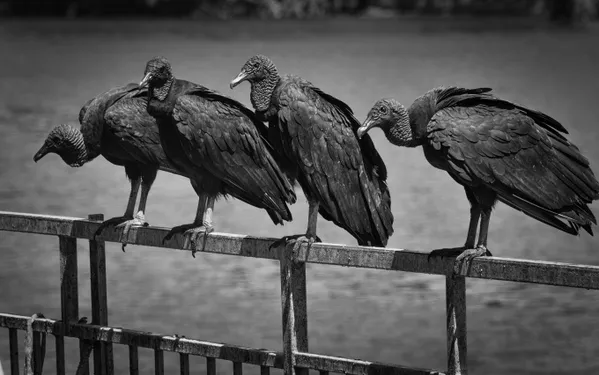 Brothers in ambush thumbnail