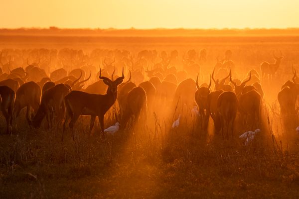 Black Lechwe Herd at Sunset thumbnail