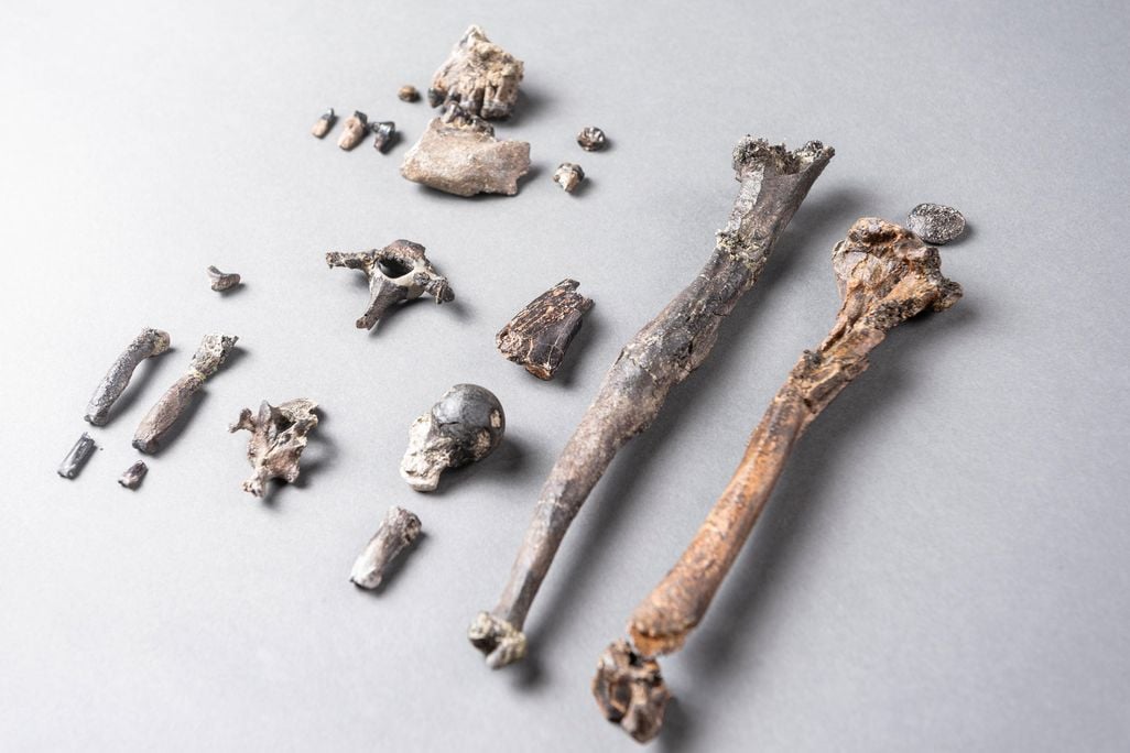 Ape Bones