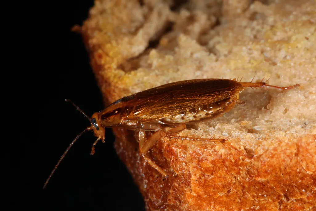A cockroach on a piece of bread