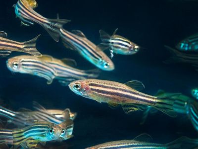 A Smithsonian scientist and other researchers announce success in the first-ever cryo-preservation of zebrafish embryos using gold nanotechnology and lasers.