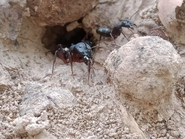 A solider ant guarding the ant hole. thumbnail
