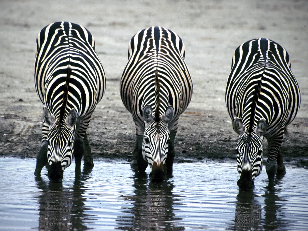 thirsty zebras
