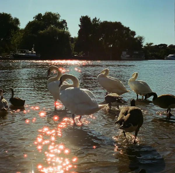 Swans in the Milky Way thumbnail