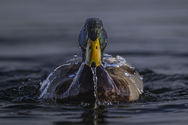 Male Mallard duck displaying "like water off a duck's back!" thumbnail