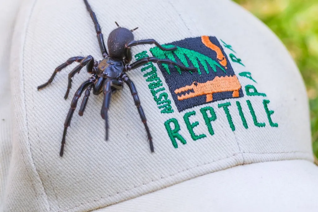 a large spider crawls on a baseball cap with the Australian Reptile Park logo