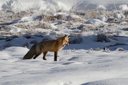 A red fox listening for prey under the snow in Yellowstone National Park. Noise can affect foxes and other animals that rely on their hearing when they hunt.