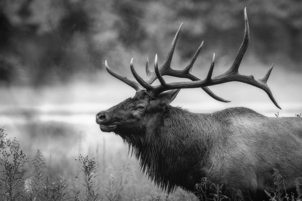 Bull Elk in The Great Smoky Mountains National Park thumbnail