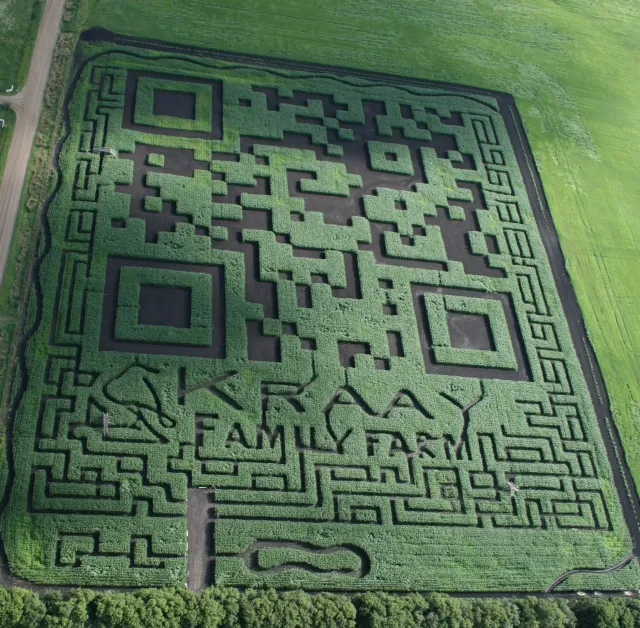 This Alberta corn field was shaped into a massive QR code.