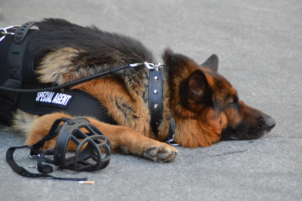 Police Dog