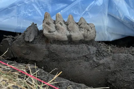 A recently excavated mastodon tooth found in a backyard, still embedded in the jaw