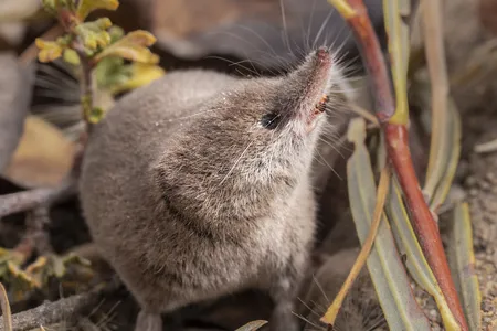 One of the first-ever images of the Mount Lyell shrew in California