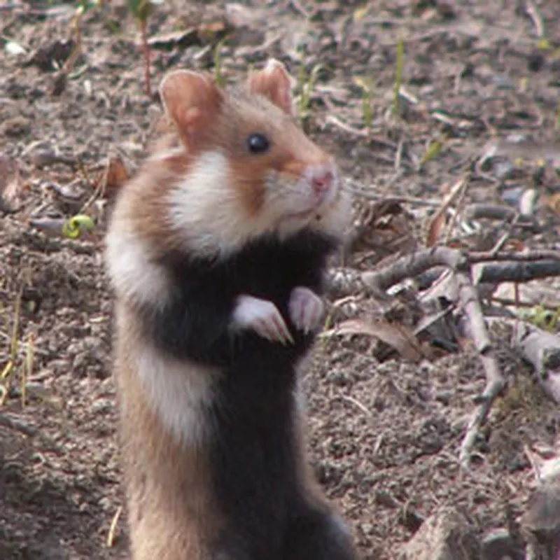 All Types of Hamsters, their Characteristics, Habitats, and More 