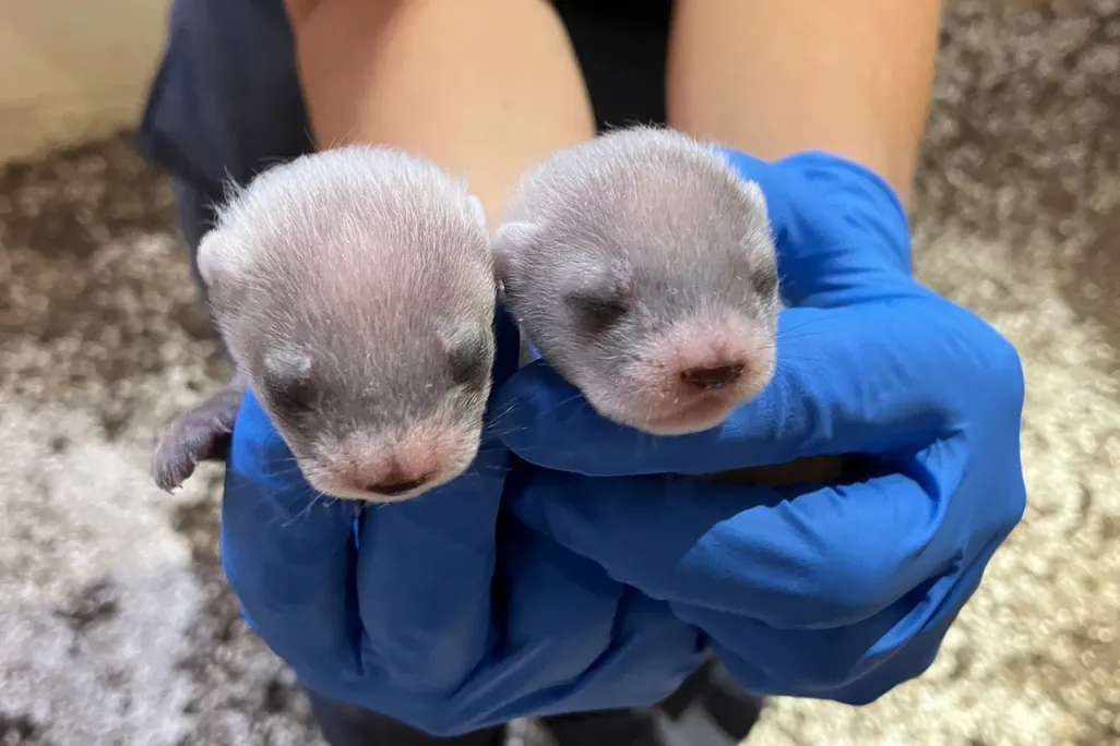 Two black-footed ferrets at three weeks old