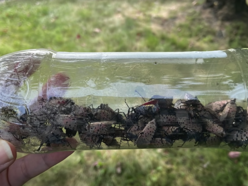 Dozens of spotted lanternflies captured in a plastic water bottle