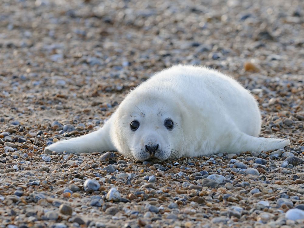 Eye Shapes Of The Animal World Hint At Differences In Our Lifestyles :  Shots - Health News : NPR