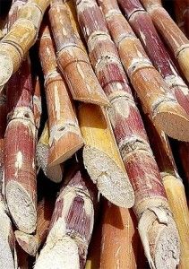 20110520090001sugarcane-211x300.jpg