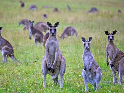 Kangaroo herds dominate Australians ecosystem today, outcompeting other organisms