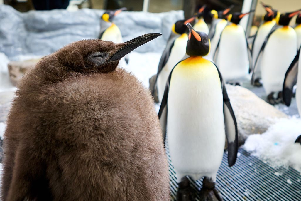 Large fluffy penguin and a group of adult penguins