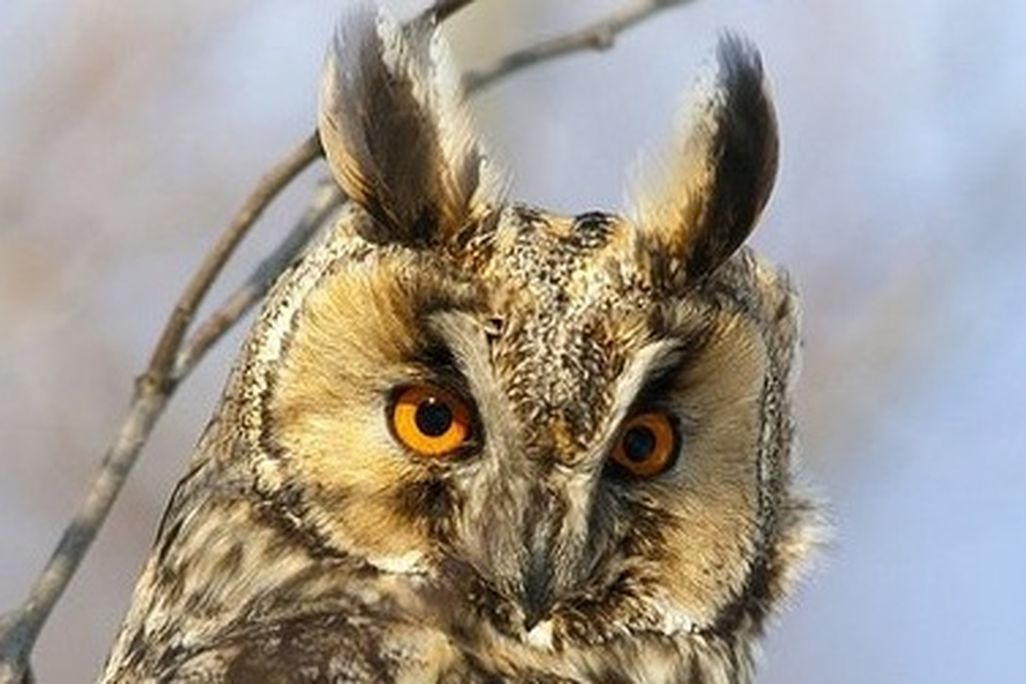 The wise long-eared owl keeps his cool under pressure.