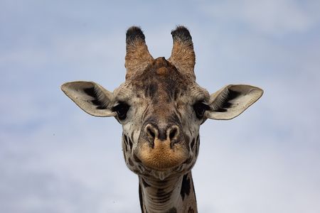 Previously, researchers believed giraffes' spots grew darker with age