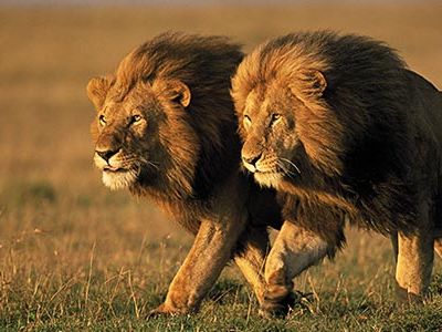Two male lions in Kenya