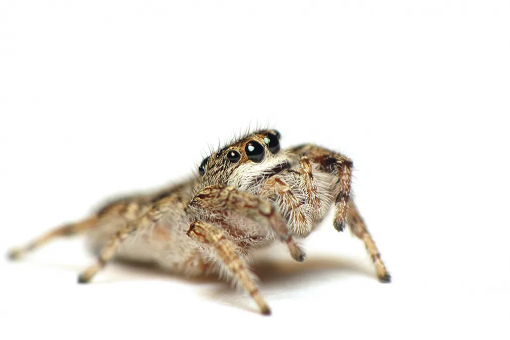 Bronze Jumping Spider