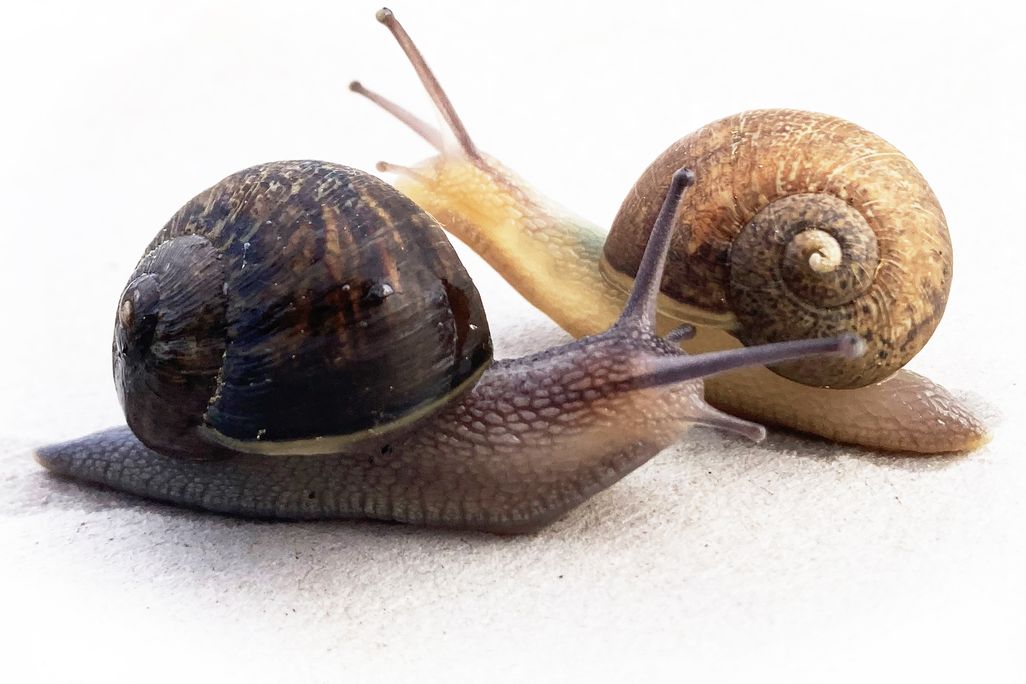 Two snails against white backdrop