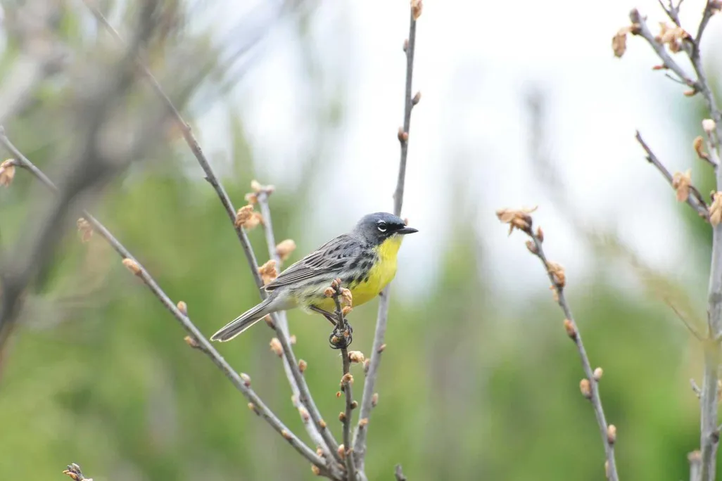 Kirtland's Warbler