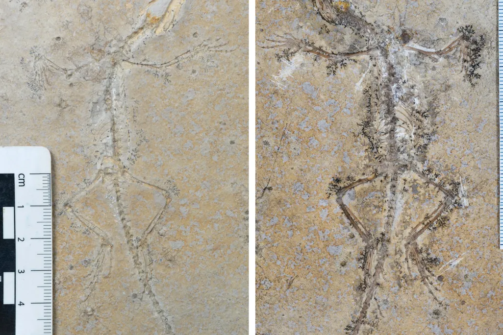 Skeleton of reptile on fossil next to the impression of the reptile on a fossil