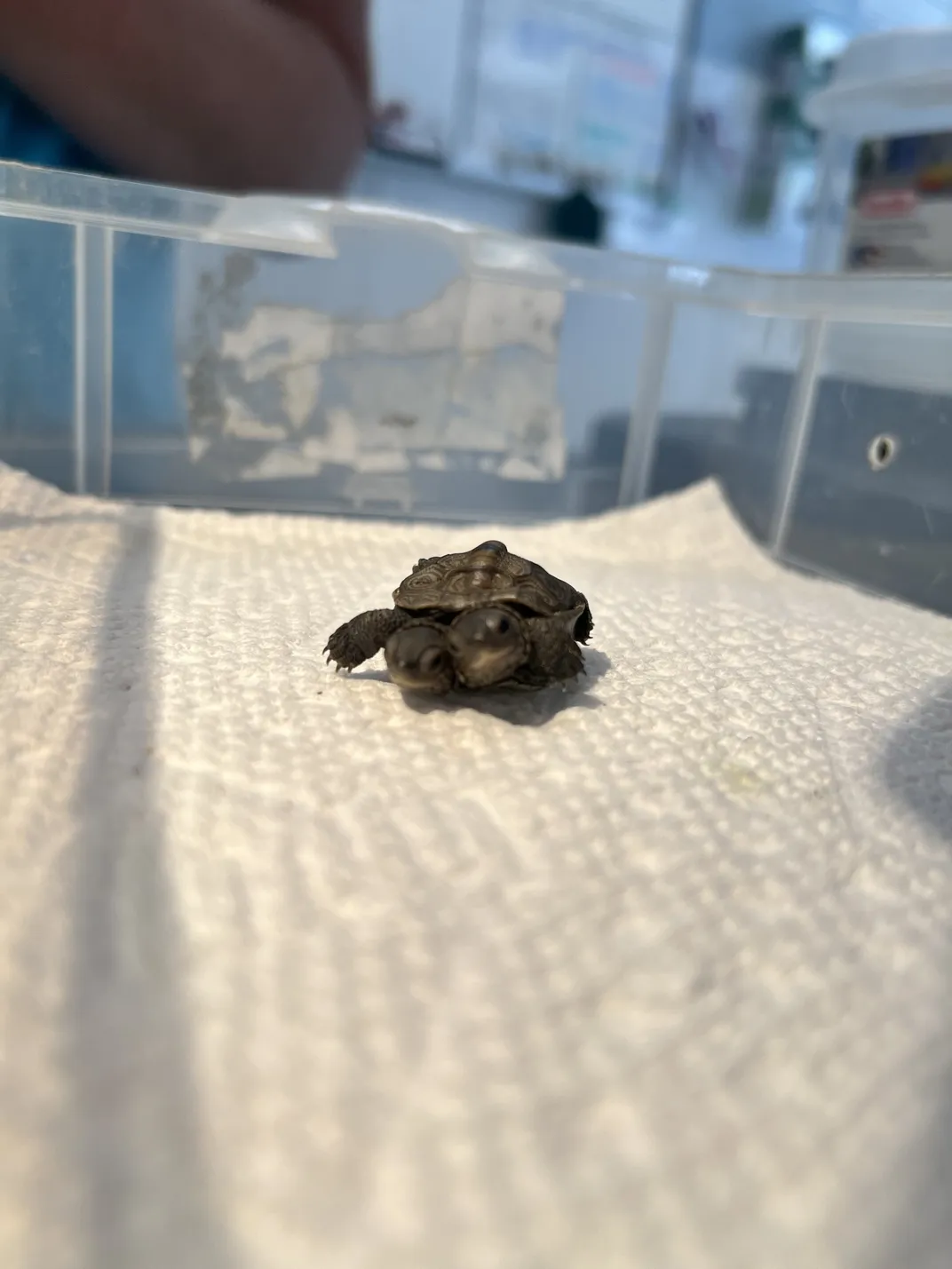 A very small turtle on a paper towel