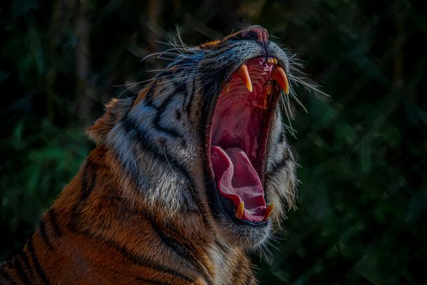 The Yawn of a Giant Tiger thumbnail